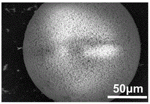 Chitin/carbon nanotube composite adsorbent for blood perfusion and preparation method thereof