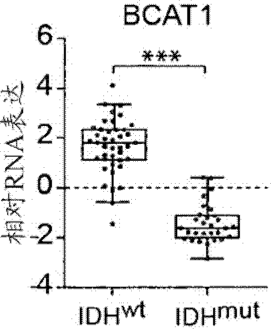 Inhibitors of branched-chain-aminotransferase-1 (BCAT1) for the treatment of brain tumors