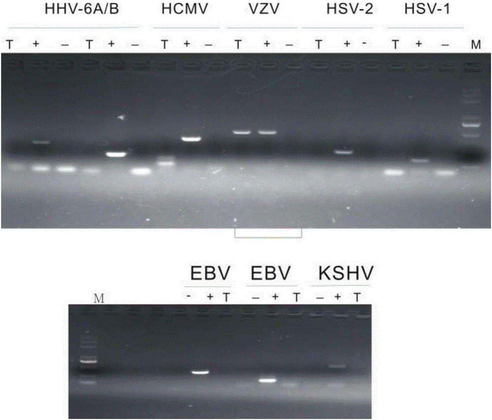 Reagent for rapidly detecting and quantifying subtypes of human herpes viruses and kit