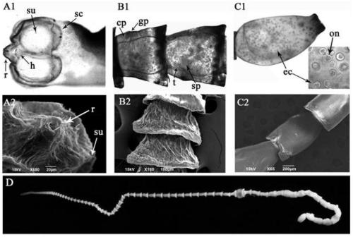 PCR method of raillietina echinobothrida identification