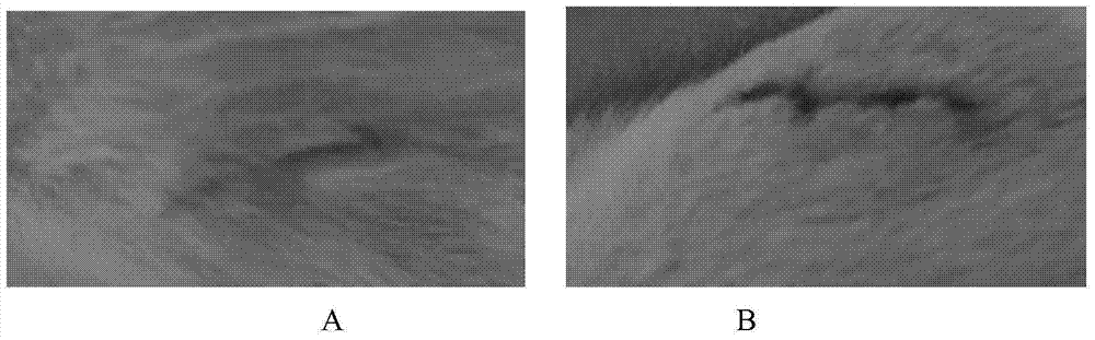 Application of Giant Salamander Mucus in Preparation of Adhesive