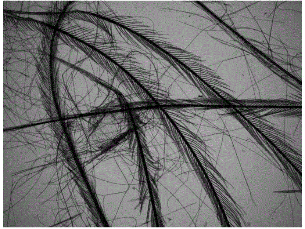 Method for separating feather fibers from poultry feather raw material