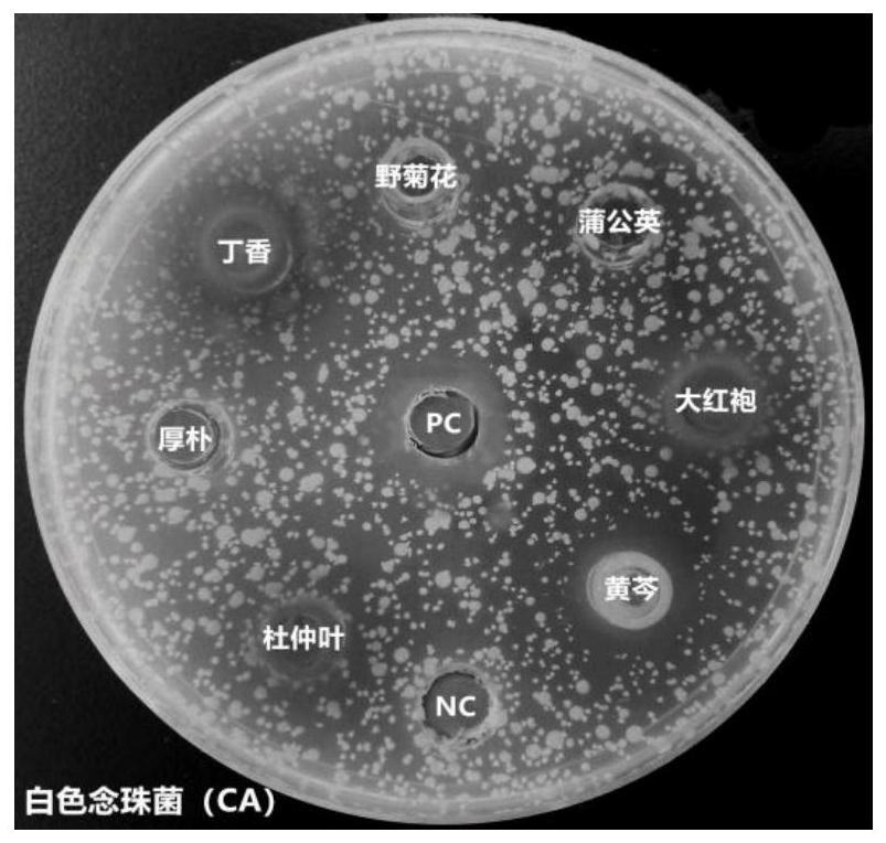 A kind of oral flora polymorphism regulator