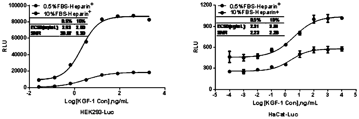 Reporter gene assay for measuring biological activity of recombinant human keratinocyte growth factors