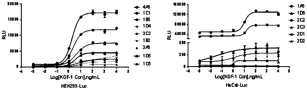 Reporter gene assay for measuring biological activity of recombinant human keratinocyte growth factors