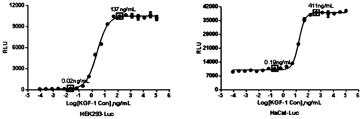 Reporter gene assay for measuring biological activity of recombinant human keratinocyte growth factors