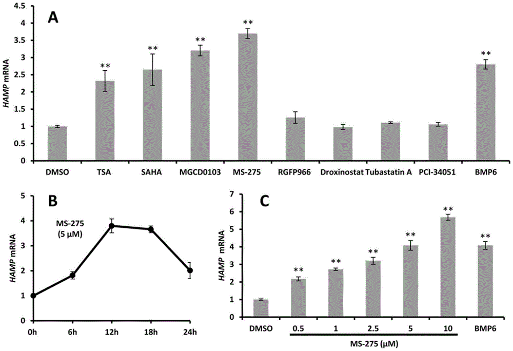 Application of HDAC1 inhibitor in preparing medicine for regulating and controlling hepcidin expression