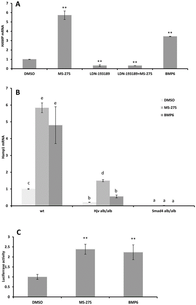 Application of HDAC1 inhibitor in preparing medicine for regulating and controlling hepcidin expression