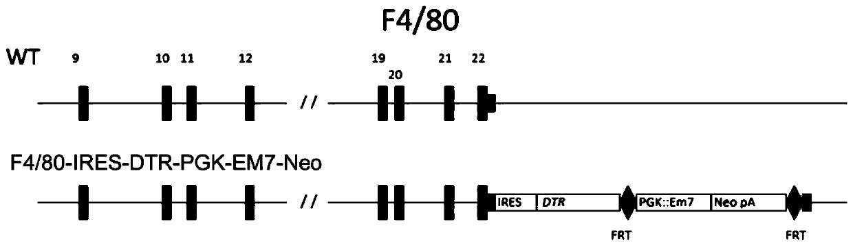 Targeting vector, method for constructing F4/80-DTR transgenic mouse capable of regulating, controlling and removing macrophages through diphtheria toxin, and application for targeting vector