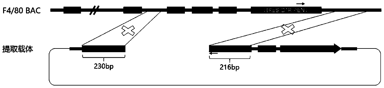 Targeting vector, method for constructing F4/80-DTR transgenic mouse capable of regulating, controlling and removing macrophages through diphtheria toxin, and application for targeting vector