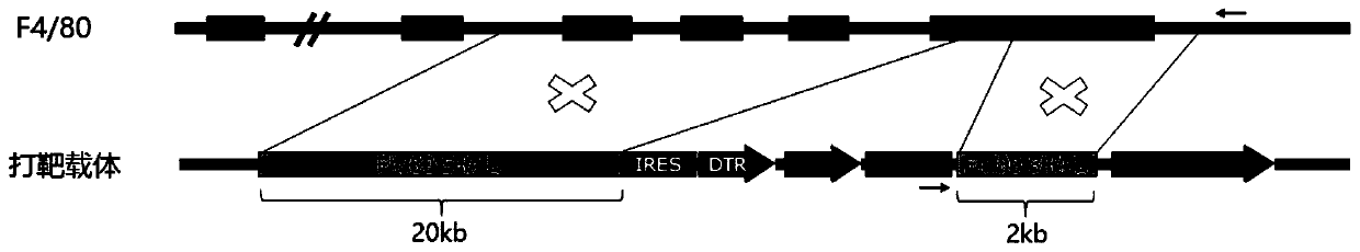 Targeting vector, method for constructing F4/80-DTR transgenic mouse capable of regulating, controlling and removing macrophages through diphtheria toxin, and application for targeting vector