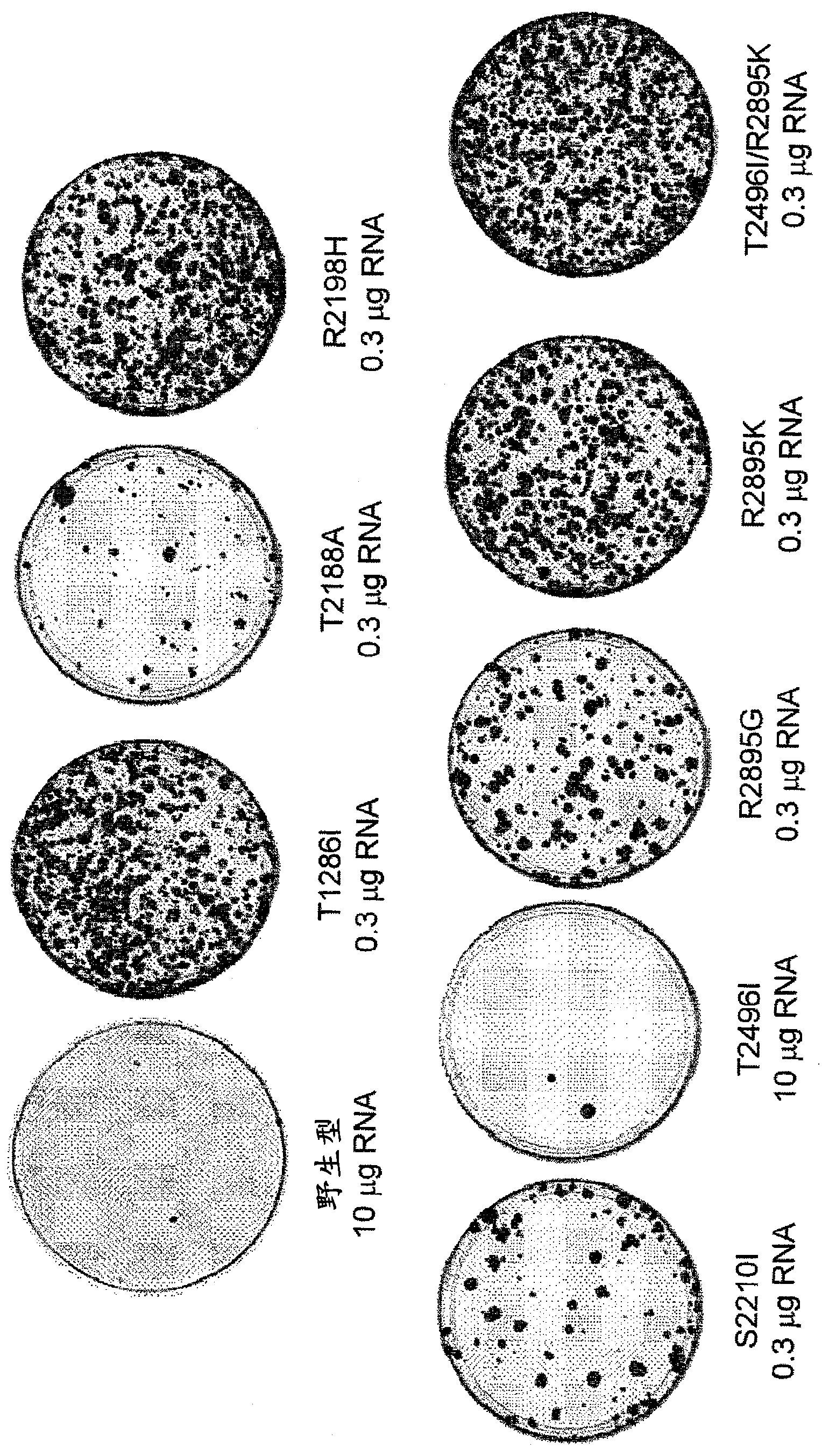 Nucleic acid construct including nucleic acid derived from genotype 3[alpha] HCV genome