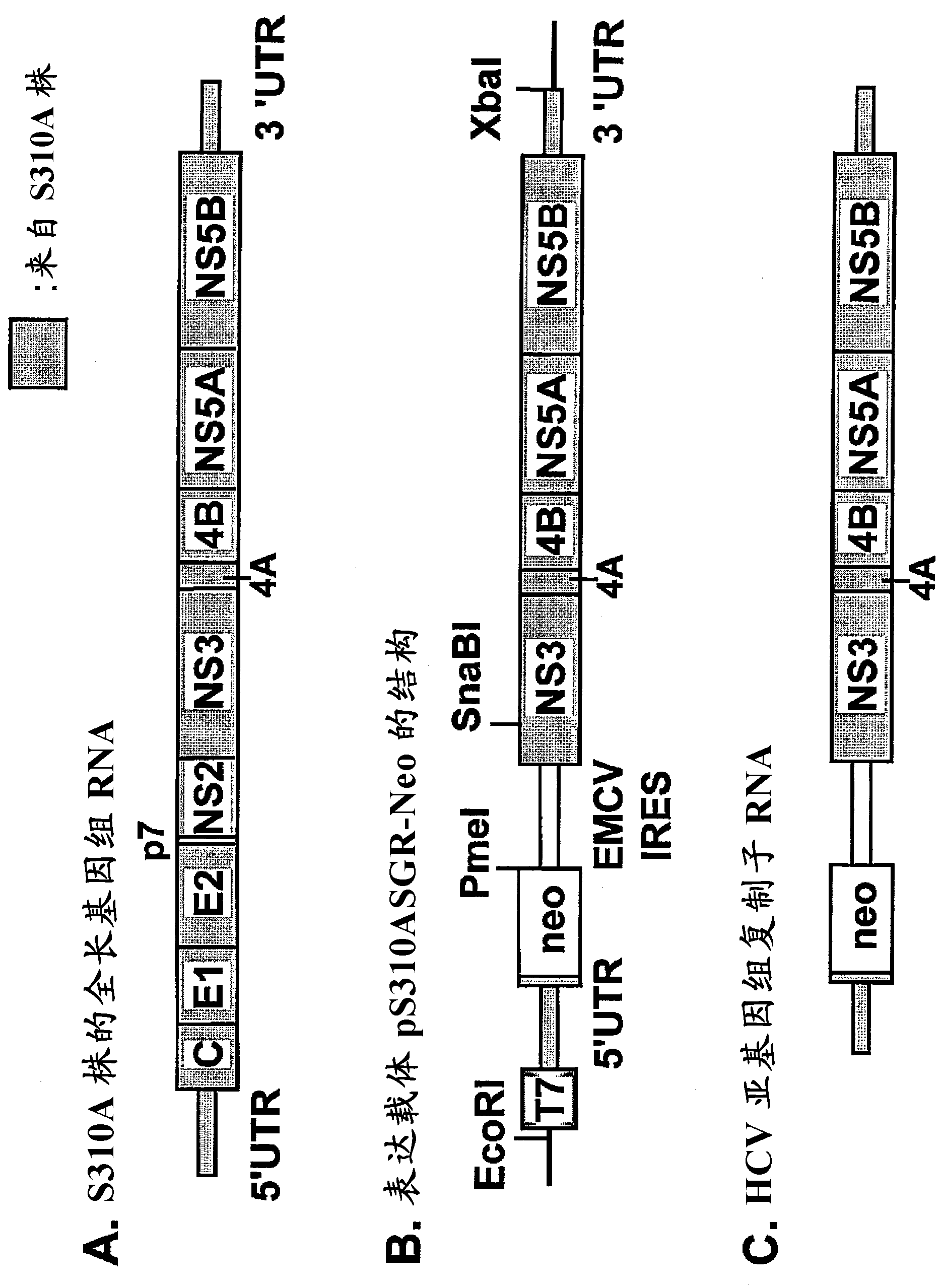 Nucleic acid construct including nucleic acid derived from genotype 3[alpha] HCV genome