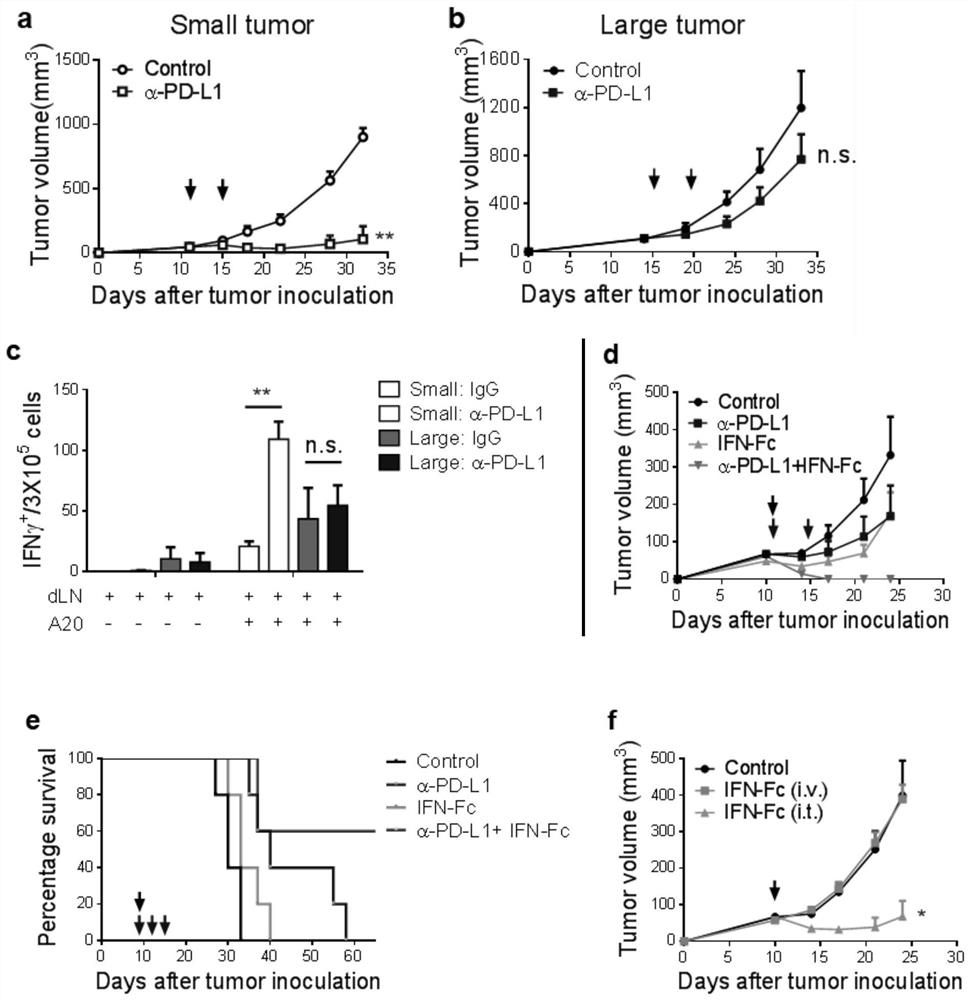 A fusion protein of IFN and anti-PD-L1 antibody and its application