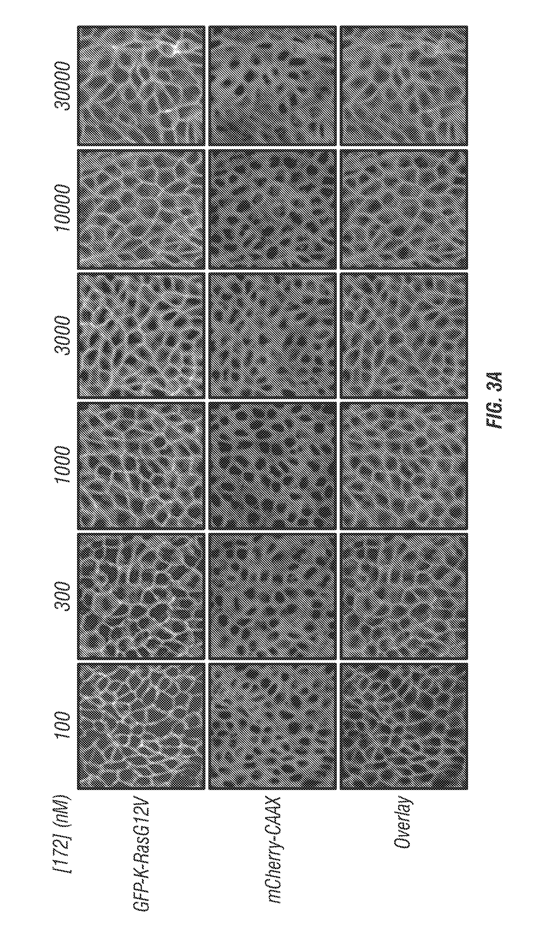 Fendiline derivatives and methods of use thereof