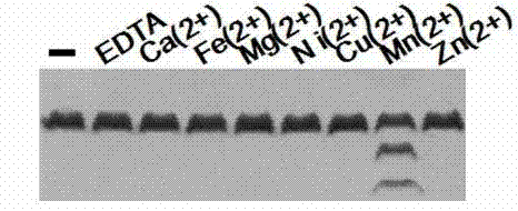 Enzyme activity starting and improving method of Deinococcus radiodurans protease PprI