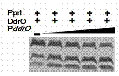 Enzyme activity starting and improving method of Deinococcus radiodurans protease PprI