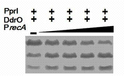 Enzyme activity starting and improving method of Deinococcus radiodurans protease PprI