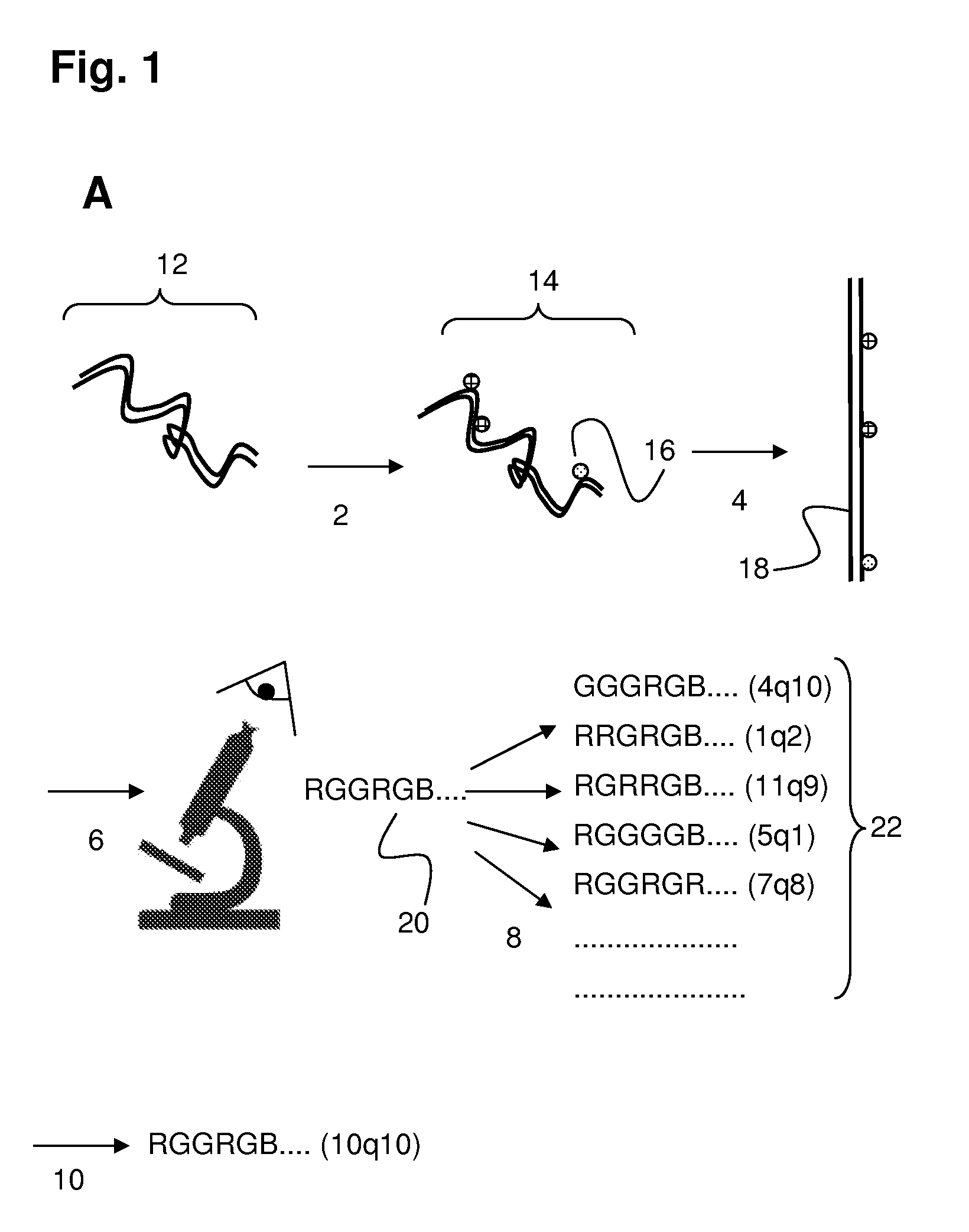 Genomic coordinate system