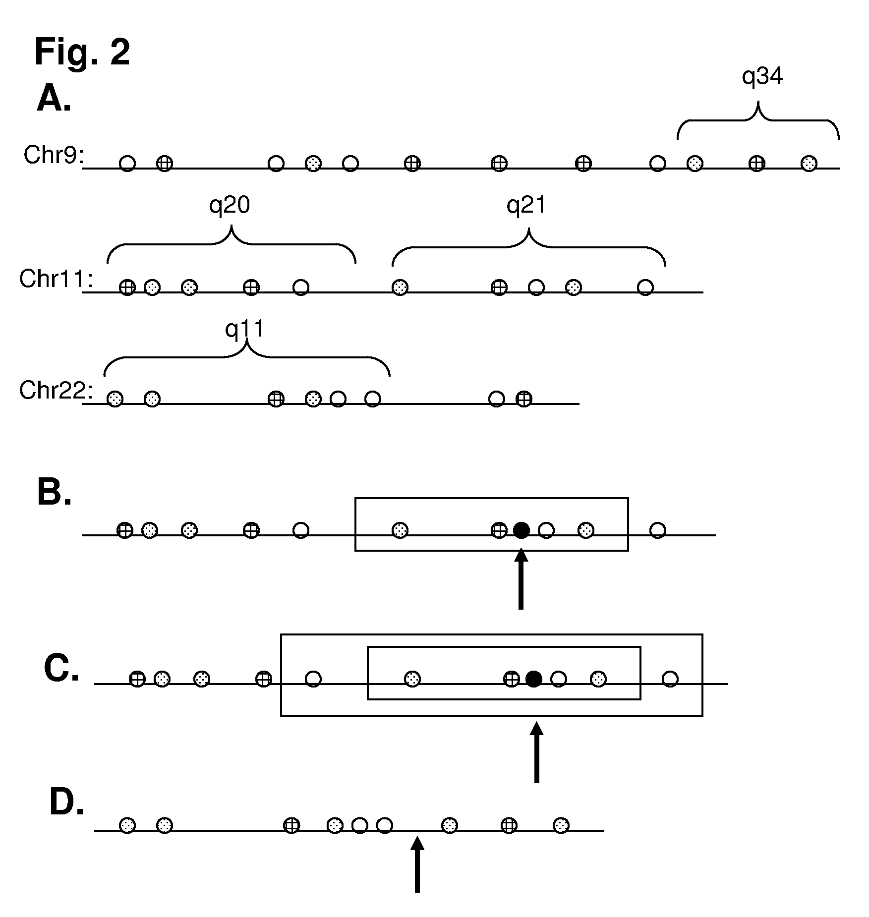 Genomic coordinate system