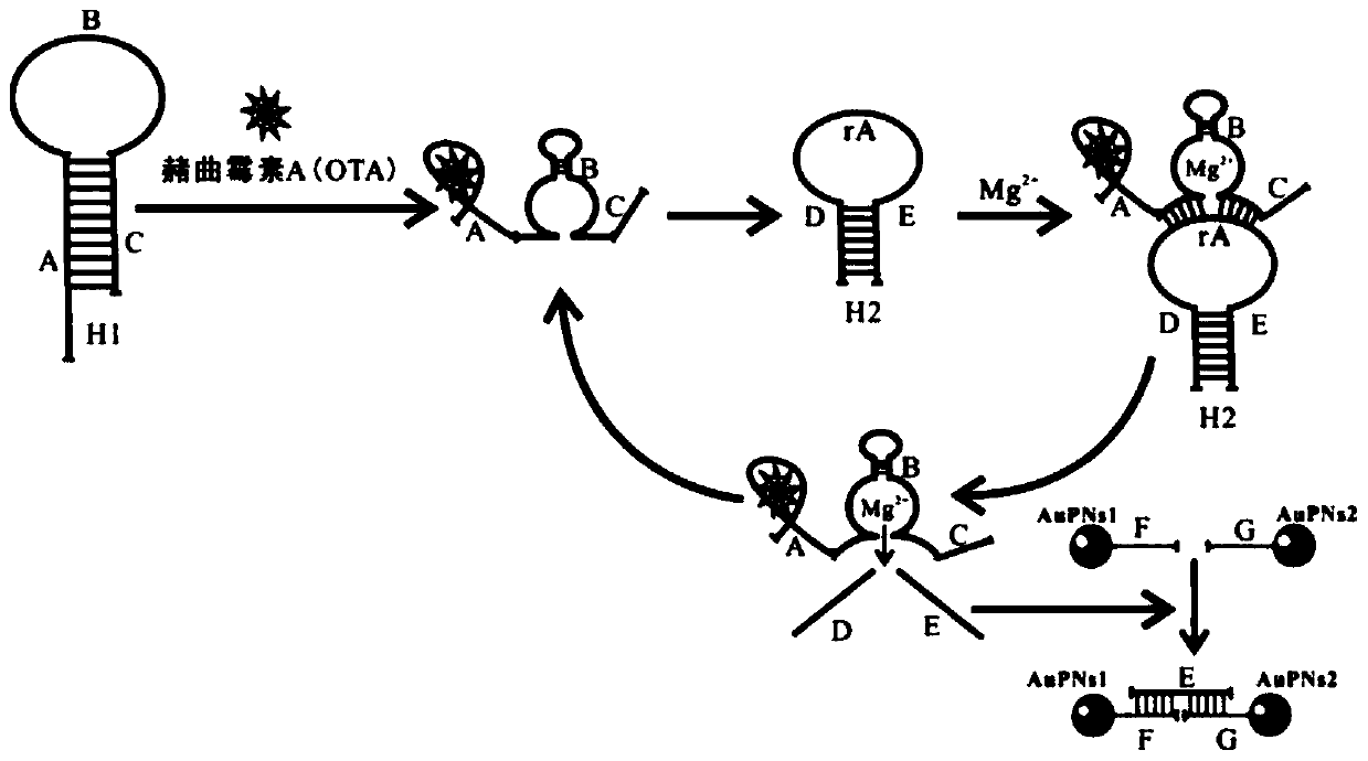 A kind of detection method and detection kit of ochratoxin A