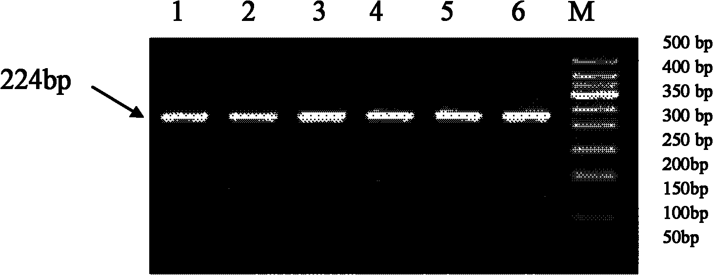 Method for detecting single nucleotide polymorphism of cattle SH2B1 gene