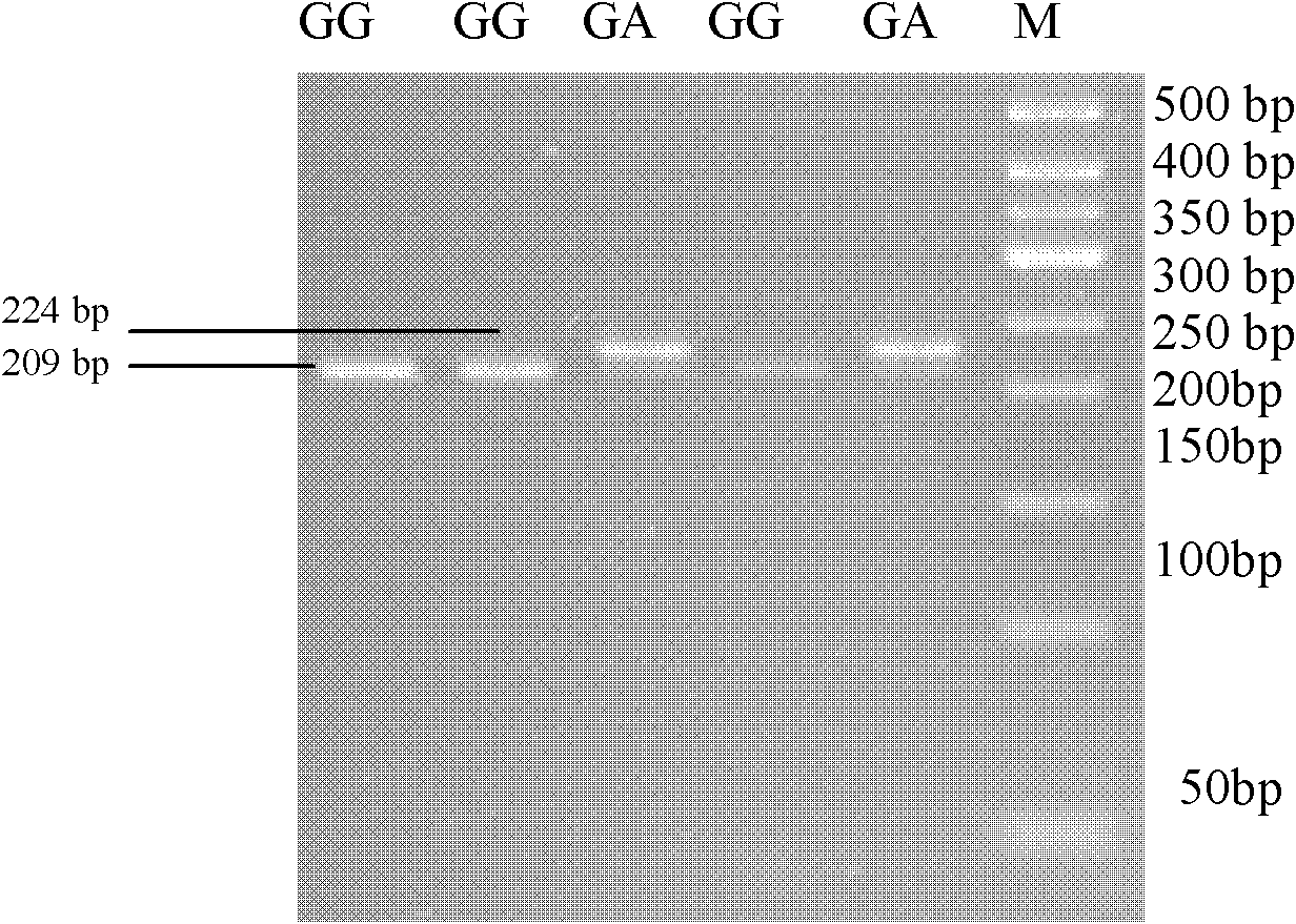 Method for detecting single nucleotide polymorphism of cattle SH2B1 gene