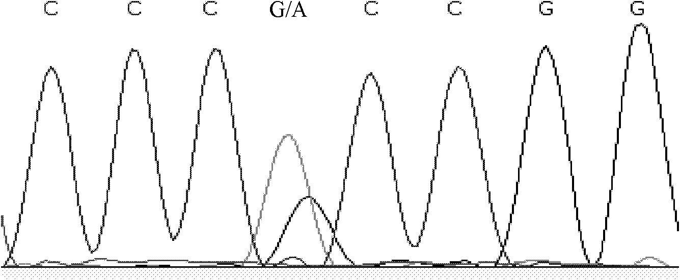 Method for detecting single nucleotide polymorphism of cattle SH2B1 gene