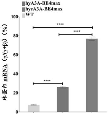 Product used for treating and/or preventing beta hemoglobinopathy and fusion protein