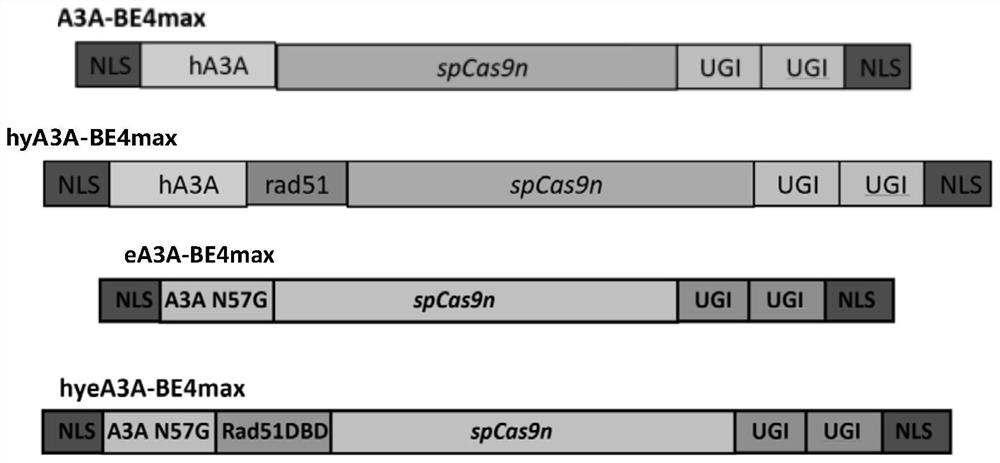 Product used for treating and/or preventing beta hemoglobinopathy and fusion protein