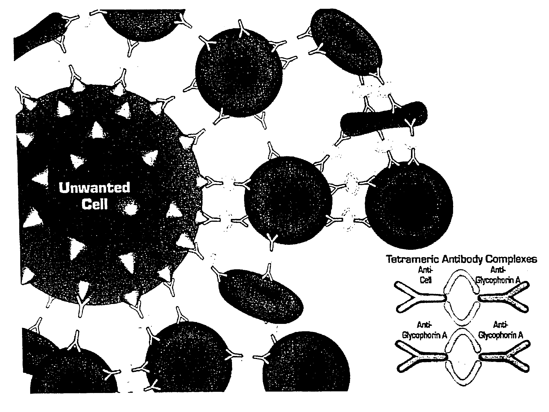 Method for separating cells using immunorosettes