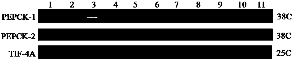 Bombyx mori bmpepck-2 gene and its application