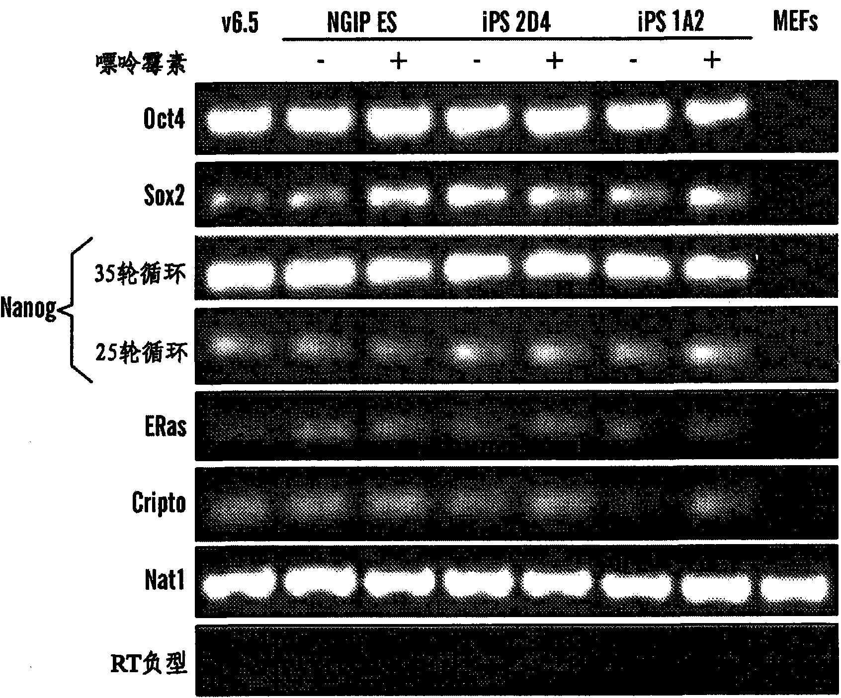 Methods of generating pluripotent cells from somatic cells