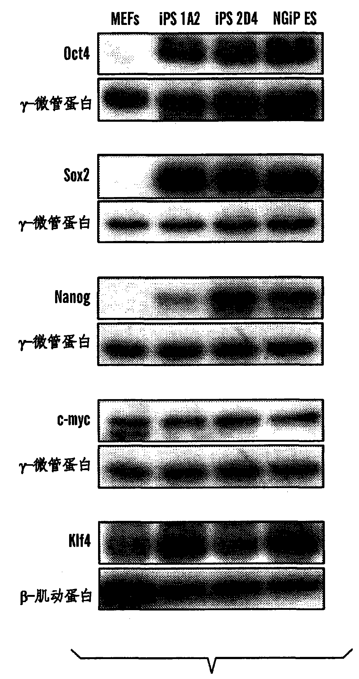 Methods of generating pluripotent cells from somatic cells