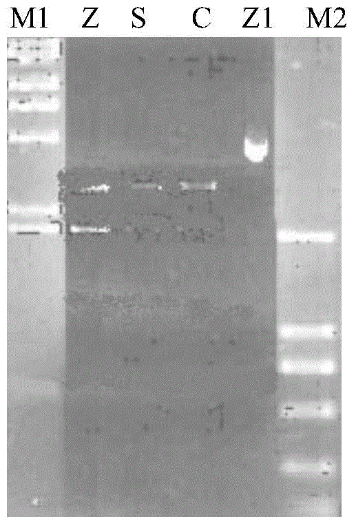 An anti-Ebola-virus immunoglobulin F(ab')2 and a preparing method thereof