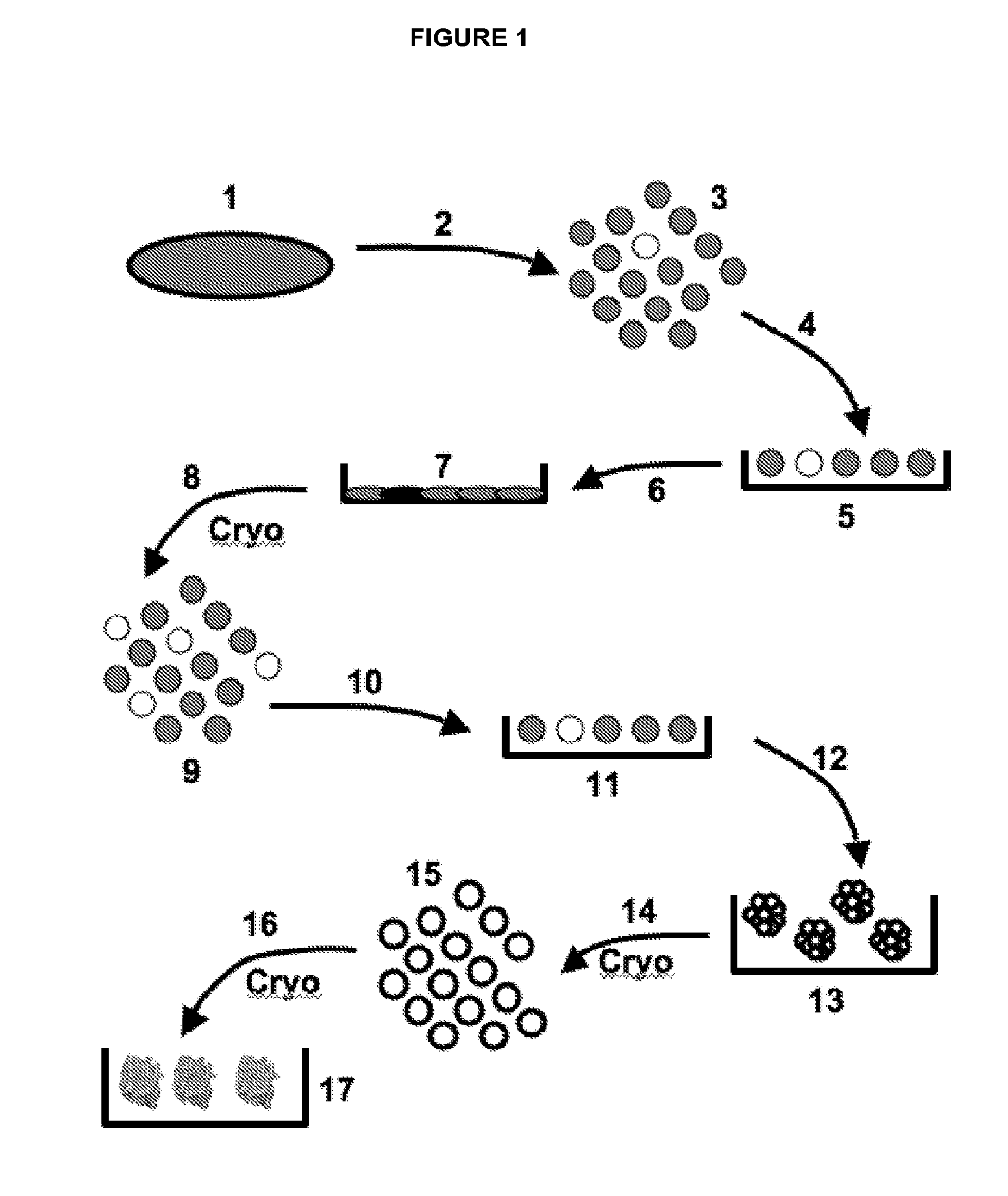 Human disc tissue