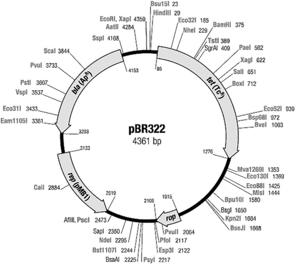 Bicistronic specific DNA utilizing lacZ alpha oligopeptide encoding gene as second gene encoding frame and application of bicistronic specific DNA