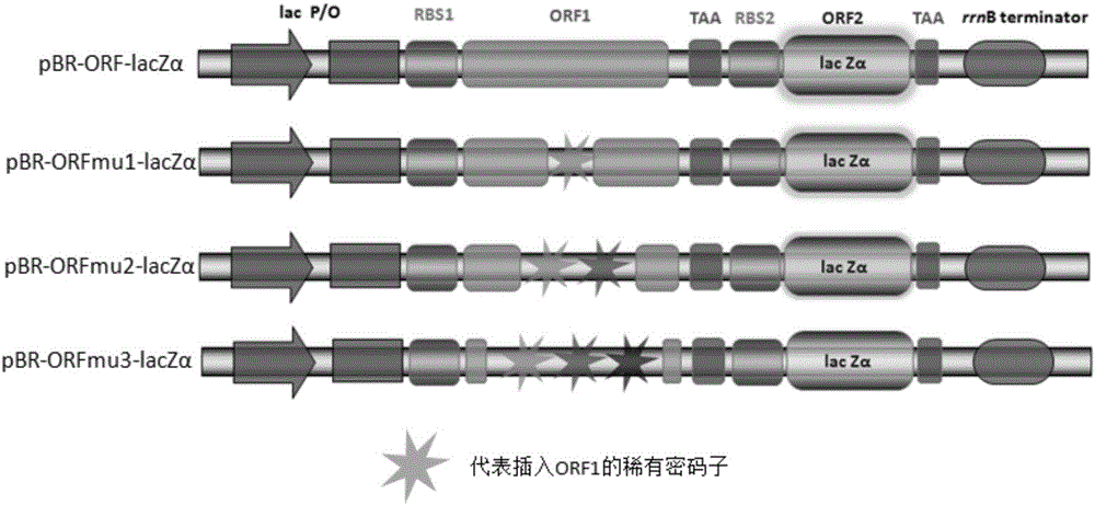 Bicistronic specific DNA utilizing lacZ alpha oligopeptide encoding gene as second gene encoding frame and application of bicistronic specific DNA