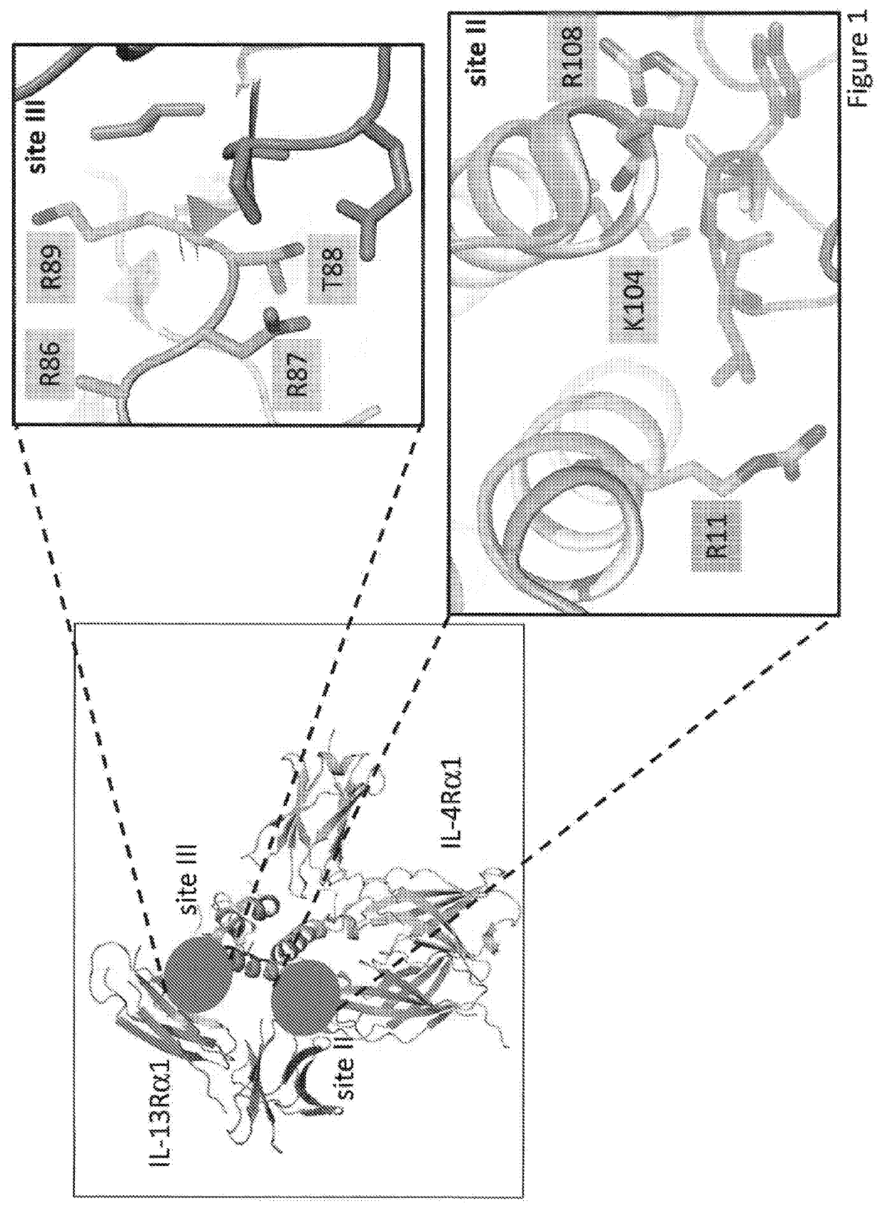 Il-13/il-4 superkines: immune cell targeting constructs and methods of use thereof