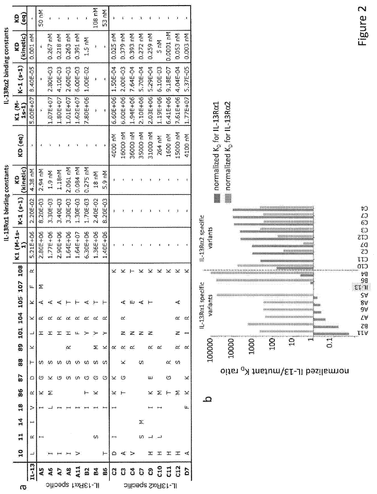 Il-13/il-4 superkines: immune cell targeting constructs and methods of use thereof