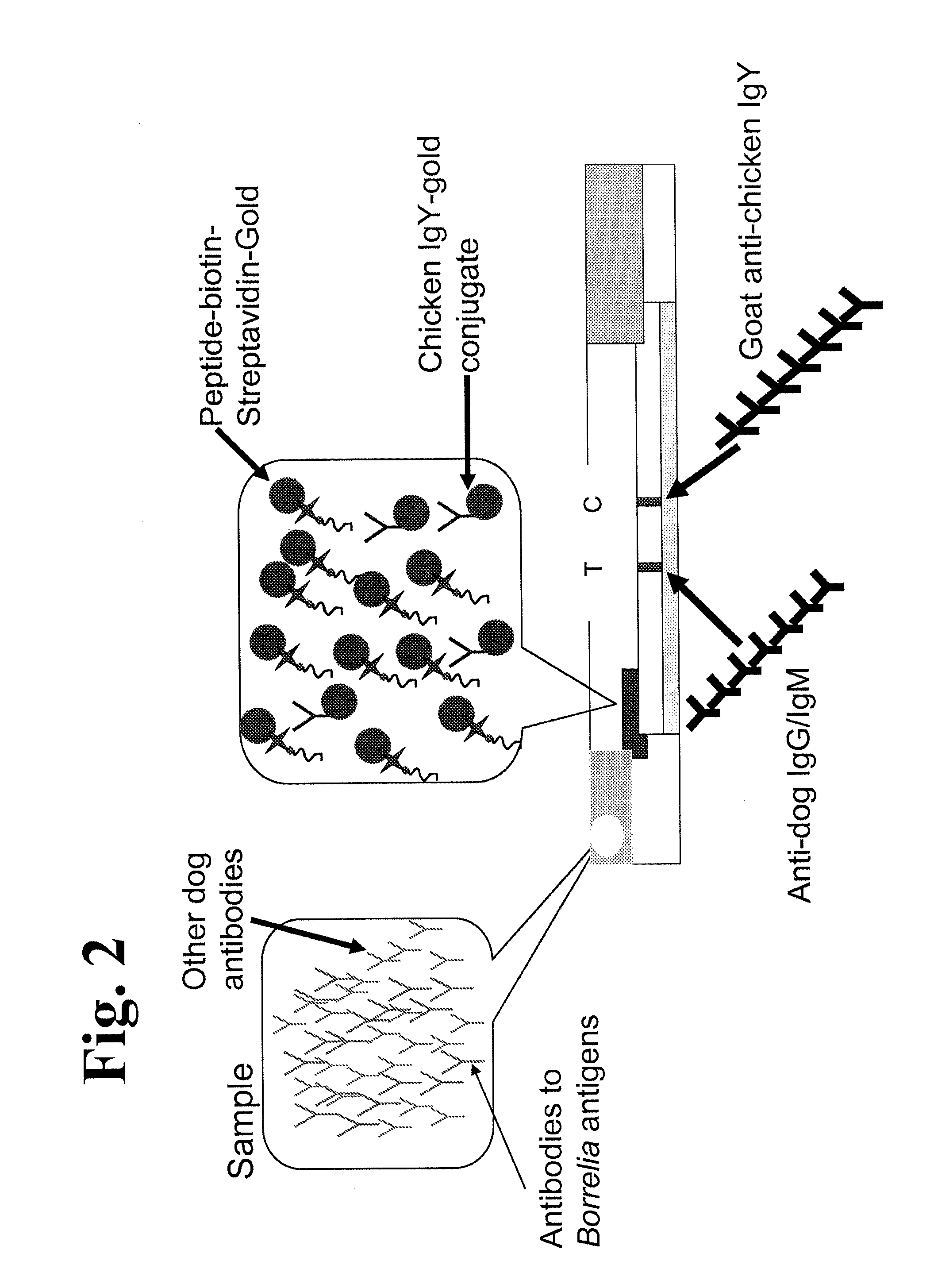 Peptides and methods for the detection of Lyme disease antibodies