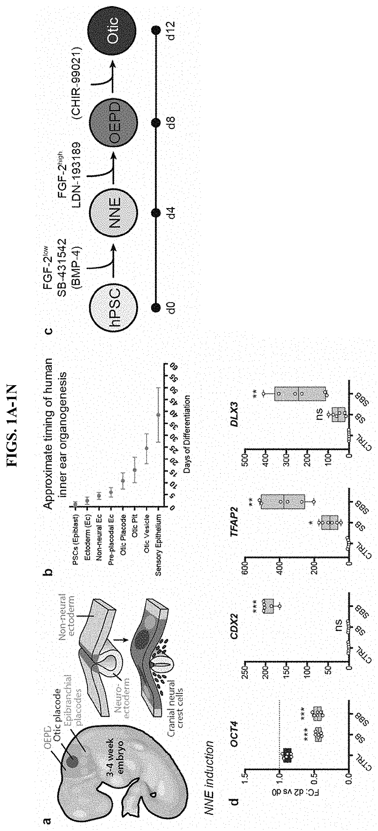 Methods of generating human inner ear sensory epithelia and sensory neurons