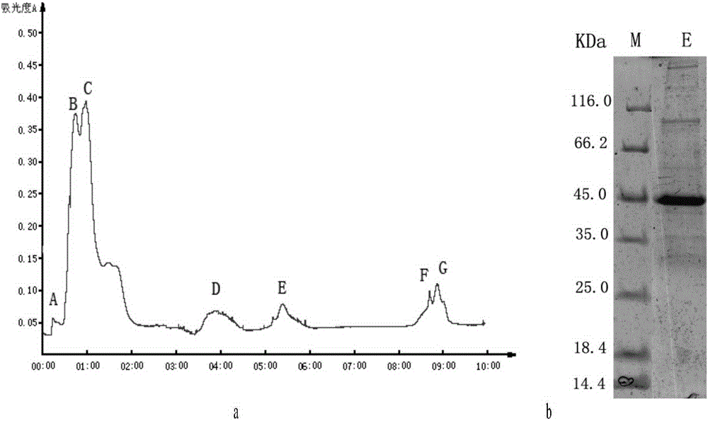 A method for isolating toxin protein from white jellyfish tentacles