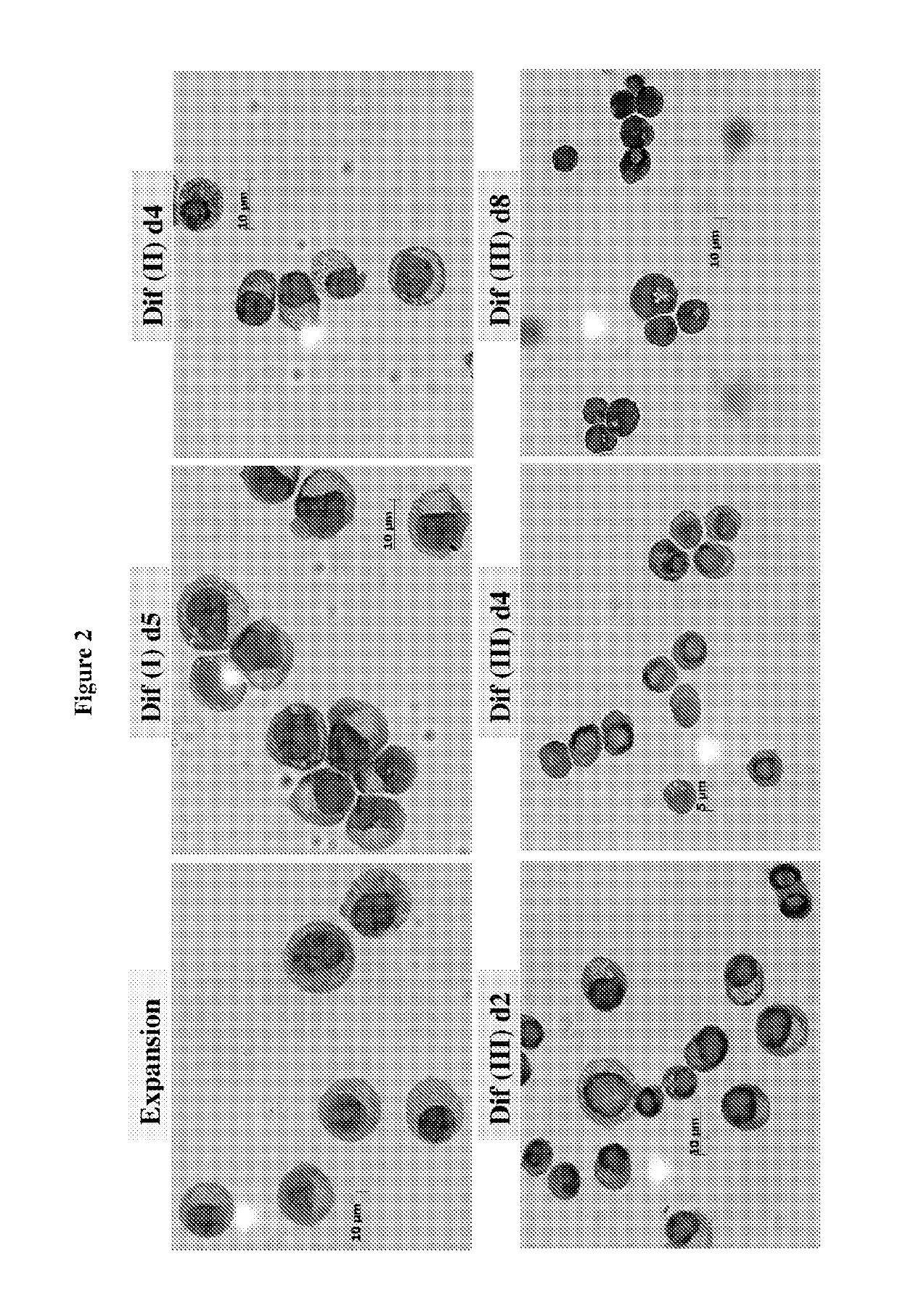 In vitro production of red blood cells with proteins comprising sortase recognition motifs