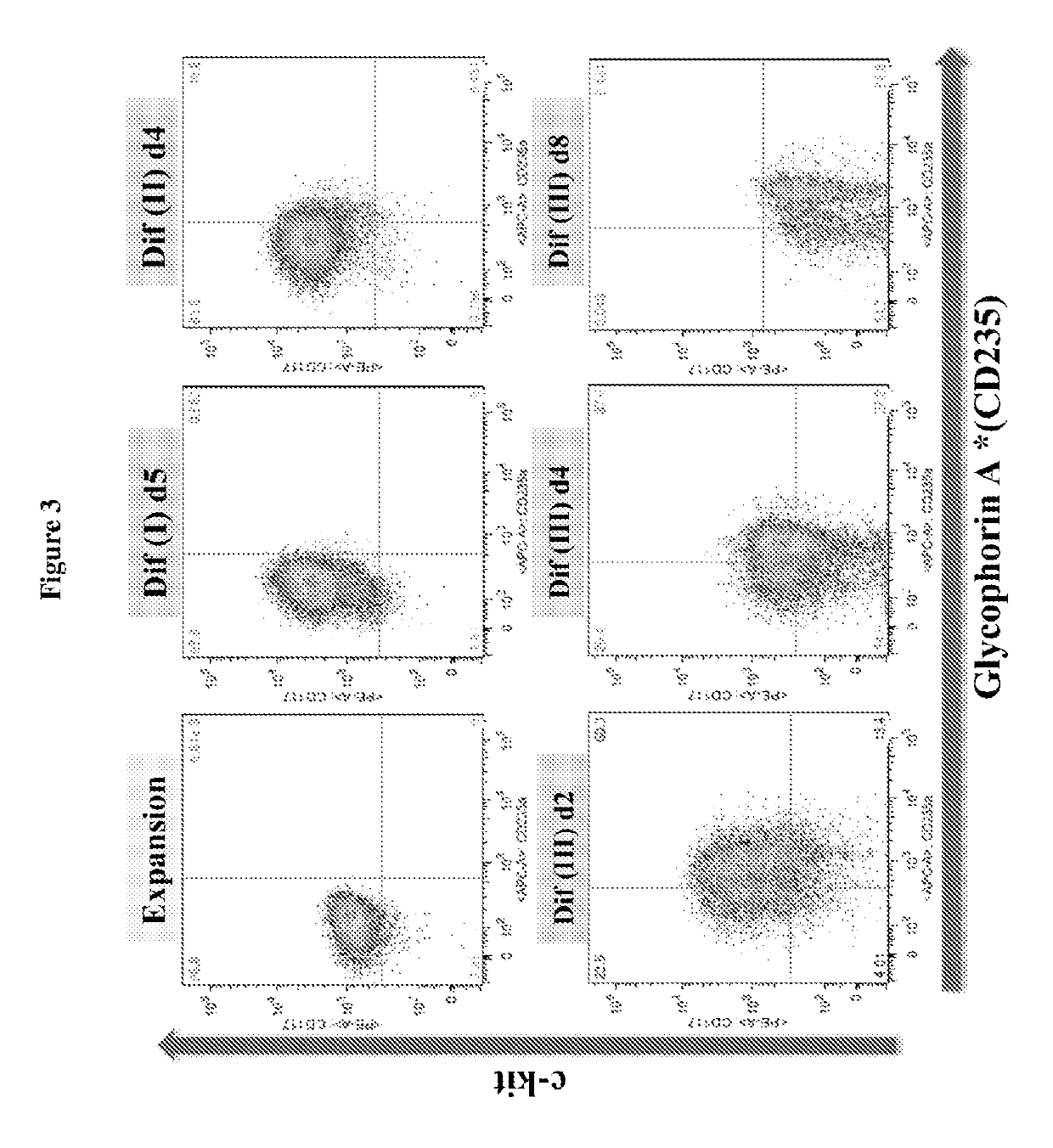 In vitro production of red blood cells with proteins comprising sortase recognition motifs