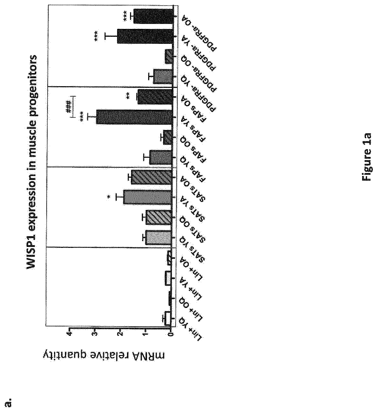 Methods for treating sarcopenia and muscle injury