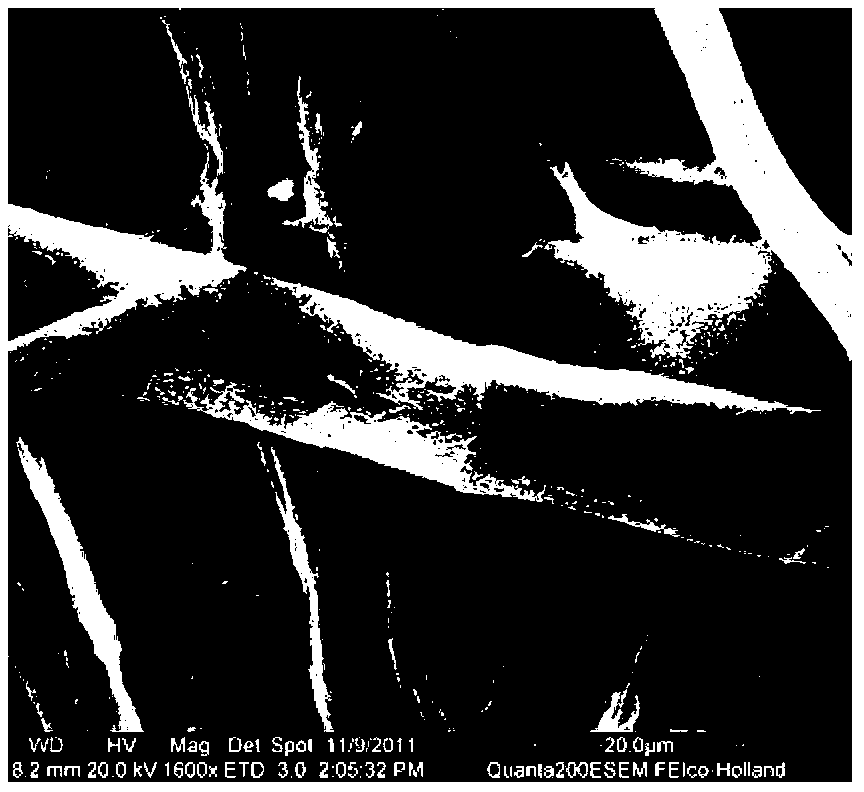 Biochemical-method ECF (Extracellular Fluid) bleaching process for KP (Kraft Pulp) of fast growing poplars