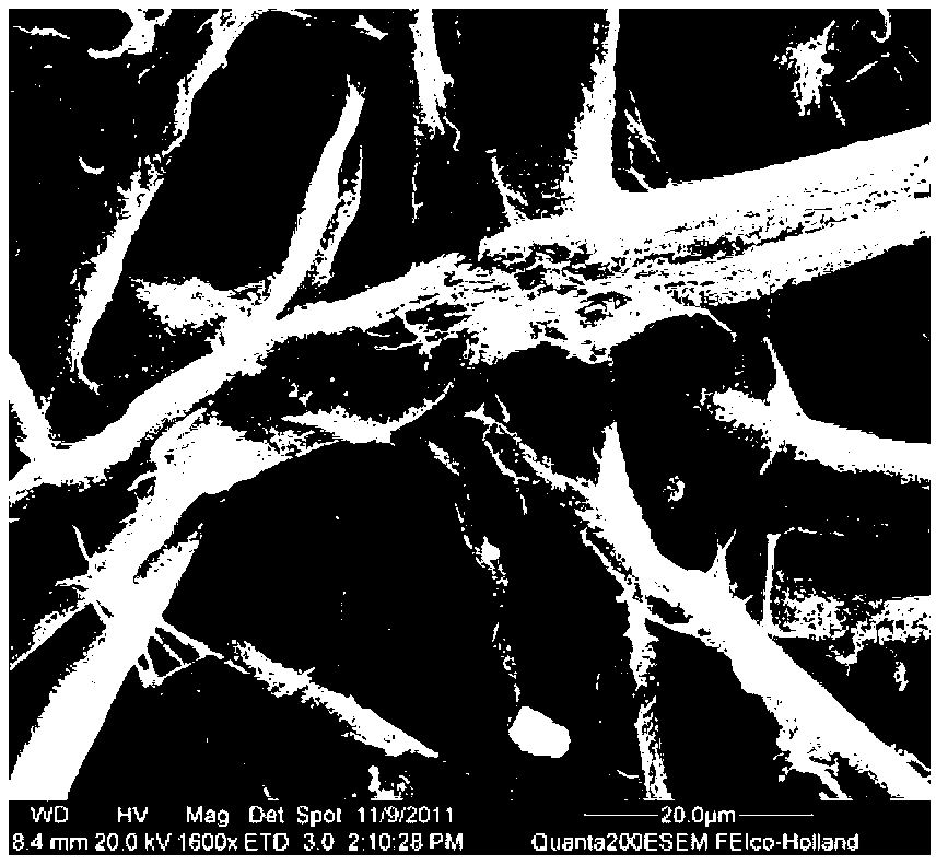 Biochemical-method ECF (Extracellular Fluid) bleaching process for KP (Kraft Pulp) of fast growing poplars