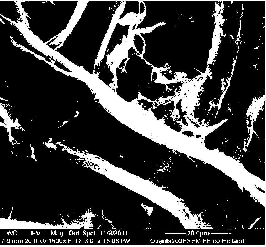 Biochemical-method ECF (Extracellular Fluid) bleaching process for KP (Kraft Pulp) of fast growing poplars