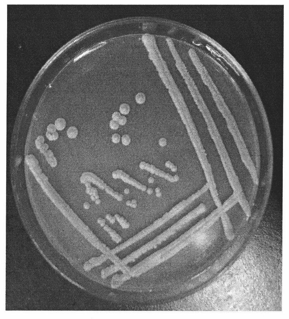 Saccharomyces cerevisiae and application thereof in wine brewing